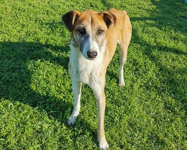 Jack, braun-weiss male Mixed Breed for adoption at A.C.E. Animal Compassion Europe - Tiere in Not e.V. — photo 6 of 8