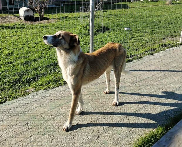 Jack, braun-weiss male Mixed Breed for adoption at A.C.E. Animal Compassion Europe - Tiere in Not e.V. — photo 7 of 8