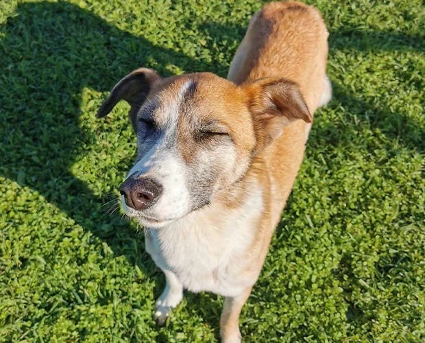 Jack, braun-weiss male Mixed Breed for adoption at A.C.E. Animal Compassion Europe - Tiere in Not e.V. — photo 8 of 8