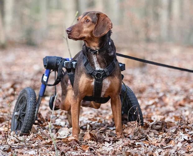 Simon, braun male Mixed Breed for adoption at A.C.E. Animal Compassion Europe - Tiere in Not e.V.