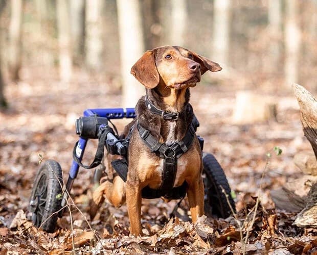 Simon, braun male Mixed Breed for adoption at A.C.E. Animal Compassion Europe - Tiere in Not e.V. — photo 2 of 8