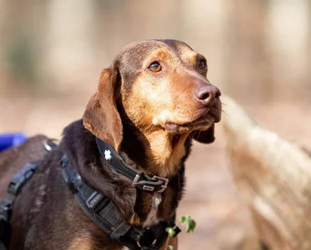 Simon, braun male Mixed Breed for adoption at A.C.E. Animal Compassion Europe - Tiere in Not e.V. — photo 3 of 8