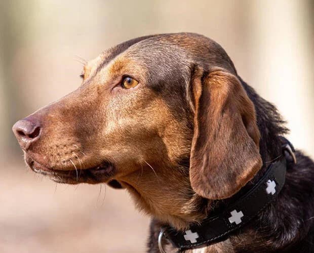 Simon, braun male Mixed Breed for adoption at A.C.E. Animal Compassion Europe - Tiere in Not e.V. — photo 4 of 8