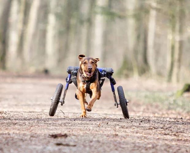 Simon, braun male Mixed Breed for adoption at A.C.E. Animal Compassion Europe - Tiere in Not e.V. — photo 5 of 8