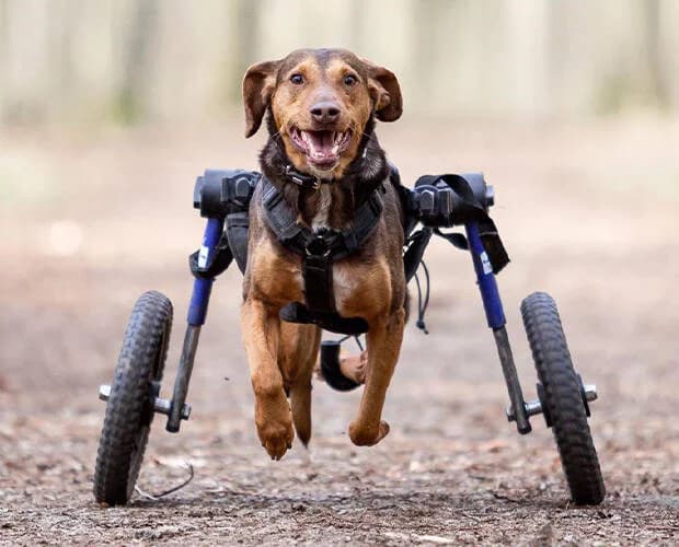 Simon, braun male Mixed Breed for adoption at A.C.E. Animal Compassion Europe - Tiere in Not e.V. — photo 6 of 8