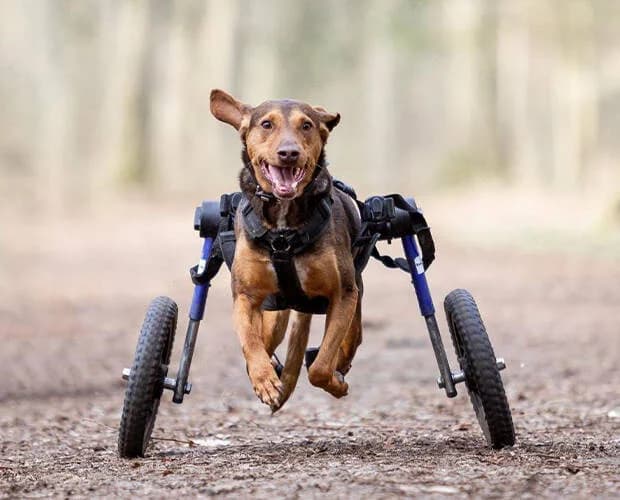 Simon, braun male Mixed Breed for adoption at A.C.E. Animal Compassion Europe - Tiere in Not e.V. — photo 7 of 8