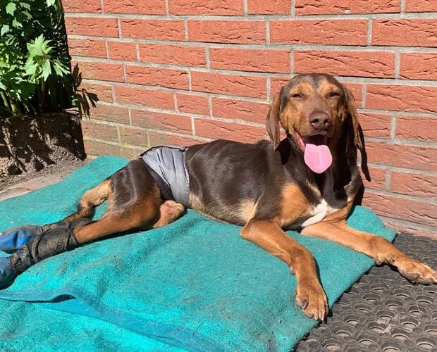 Simon, braun male Mixed Breed for adoption at A.C.E. Animal Compassion Europe - Tiere in Not e.V. — photo 8 of 8