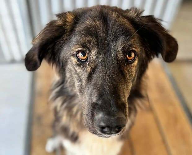 Fio, braun weiss male young Mixed Breed for adoption at A.C.E. Animal Compassion Europe - Tiere in Not e.V.