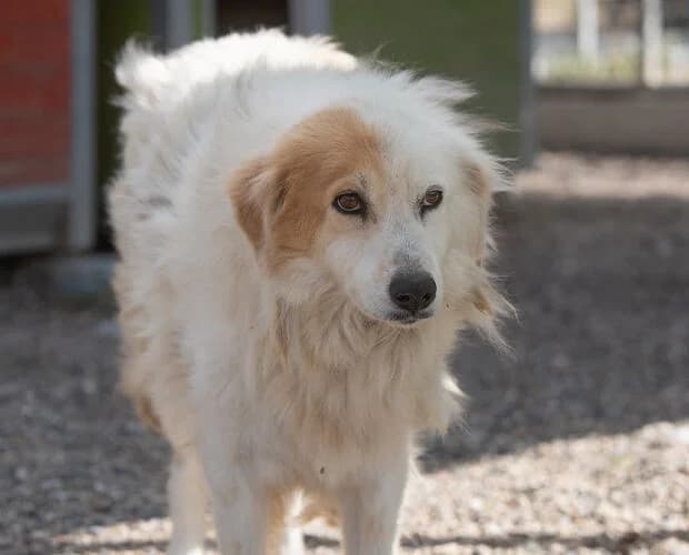 Molli, weiss braun female 7yo Mixed Breed for adoption at A.C.E. Animal Compassion Europe - Tiere in Not e.V.