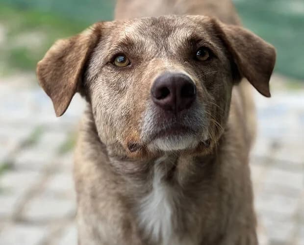 Janina, braun gestromt female 3yo Mixed Breed for adoption at A.C.E. Animal Compassion Europe - Tiere in Not e.V.