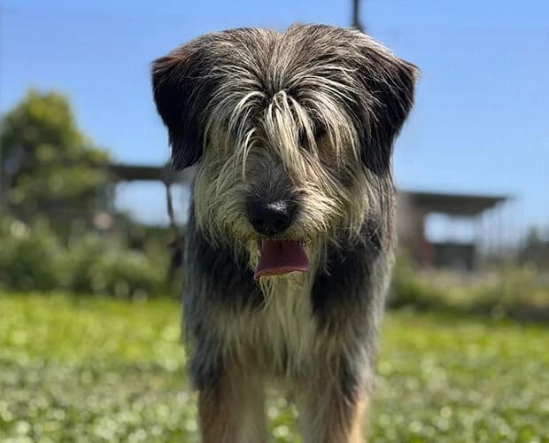 Kalle, grau braun male 3yo Mixed Breed for adoption at A.C.E. Animal Compassion Europe - Tiere in Not e.V.