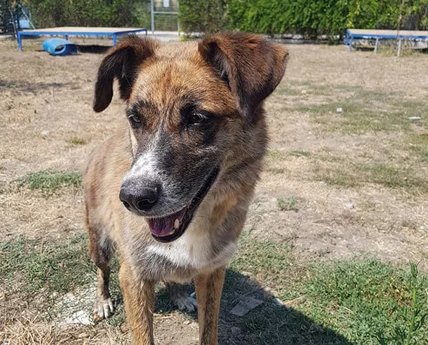 Lucy, braun gestromt female senior Mixed Breed for adoption at A.C.E. Animal Compassion Europe - Tiere in Not e.V.