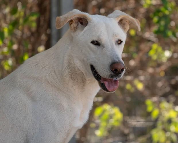 Knut, weiss male 4yo Mixed Breed for adoption at A.C.E. Animal Compassion Europe - Tiere in Not e.V.