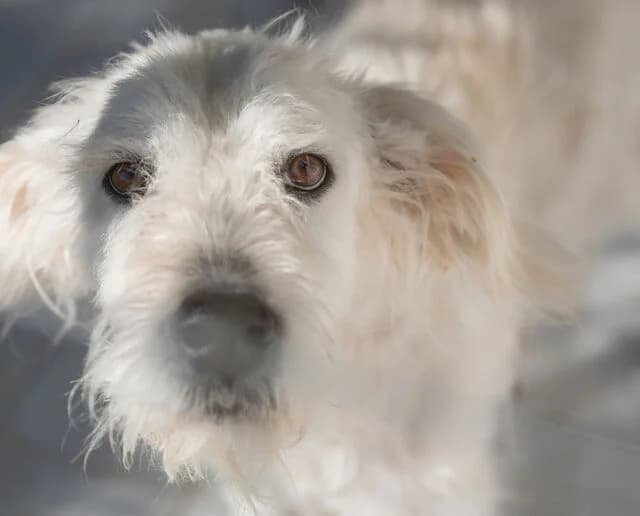 Konrad, weiss male 7yo Mixed Breed for adoption at A.C.E. Animal Compassion Europe - Tiere in Not e.V.
