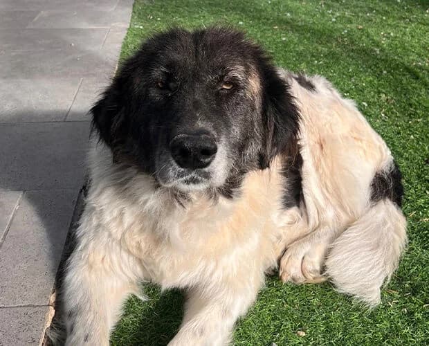 Grannie, weiss schwarz braun female 7yo Mixed Breed for adoption at A.C.E. Animal Compassion Europe - Tiere in Not e.V.