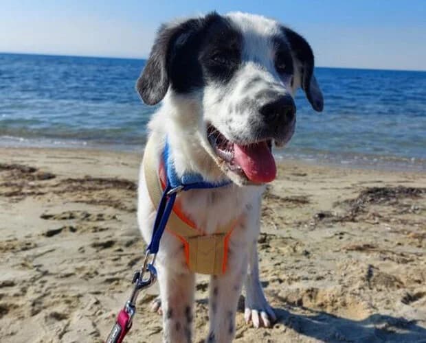 Gisela, weiss schwarz female young Mixed Breed for adoption at A.C.E. Animal Compassion Europe - Tiere in Not e.V.
