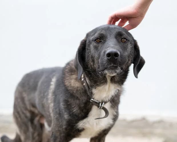 Duke, grau schwarz male 6yo Mixed Breed for adoption at A.C.E. Animal Compassion Europe - Tiere in Not e.V.