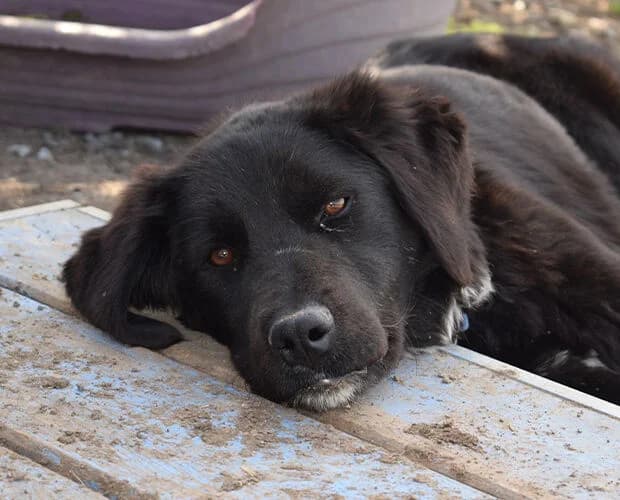 Mouse, schwarz female 3yo Mixed Breed for adoption at A.C.E. Animal Compassion Europe - Tiere in Not e.V.