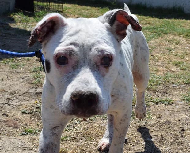 Pitti, weiss female 6yo Mixed Breed for adoption at A.C.E. Animal Compassion Europe - Tiere in Not e.V.