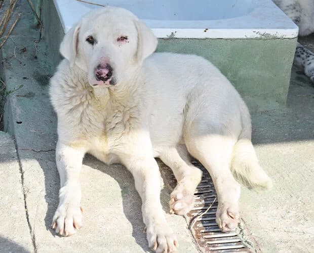 Makis, weiss male 4yo Mixed Breed for adoption at A.C.E. Animal Compassion Europe - Tiere in Not e.V.