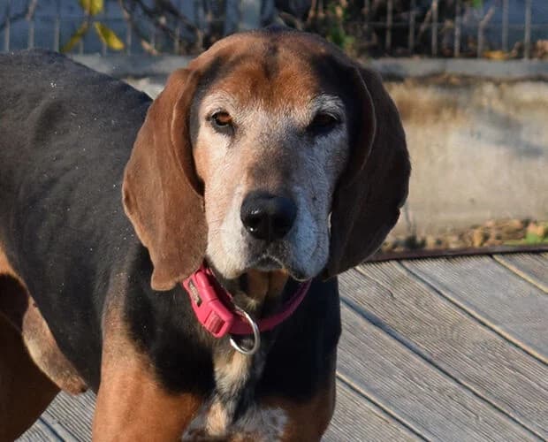 Heinrich, braun schwarz male senior Mixed Breed for adoption at A.C.E. Animal Compassion Europe - Tiere in Not e.V.