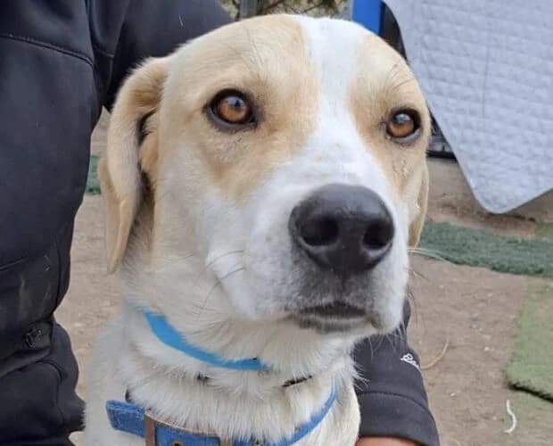 Bob, weiss beige male young Mixed Breed for adoption at A.C.E. Animal Compassion Europe - Tiere in Not e.V.