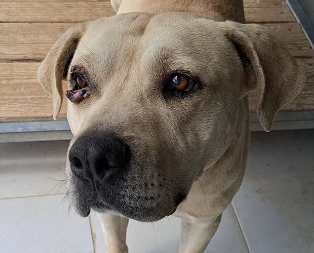 Pumba, grau male 6yo Mixed Breed for adoption at A.C.E. Animal Compassion Europe - Tiere in Not e.V.