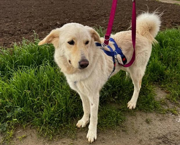 Anouk, beige weiss female 3yo Mixed Breed for adoption at A.C.E. Animal Compassion Europe - Tiere in Not e.V.