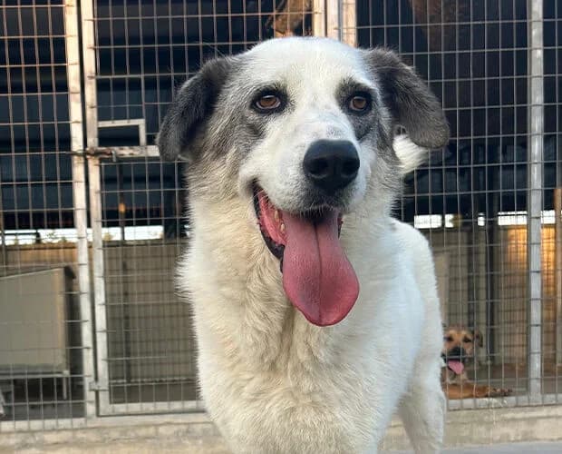 Bumblebee, weiss grau female 6yo Mixed Breed for adoption at A.C.E. Animal Compassion Europe - Tiere in Not e.V.