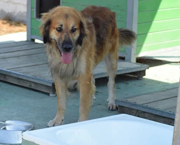 Bruno, braun male senior Mixed Breed for adoption at A.C.E. Animal Compassion Europe - Tiere in Not e.V.