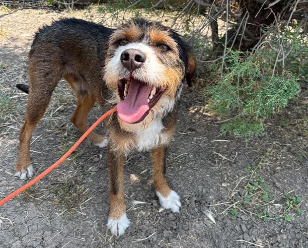 Günther, braun weiss male 3yo Mixed Breed for adoption at A.C.E. Animal Compassion Europe - Tiere in Not e.V.