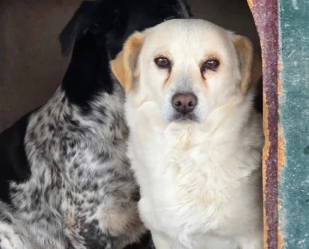 Kiku, weiss beige female young Mixed Breed for adoption at A.C.E. Animal Compassion Europe - Tiere in Not e.V.