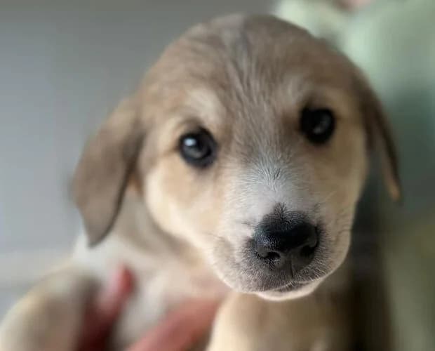 Zimtstern, beige weiss female puppy Mixed Breed for adoption at A.C.E. Animal Compassion Europe - Tiere in Not e.V.