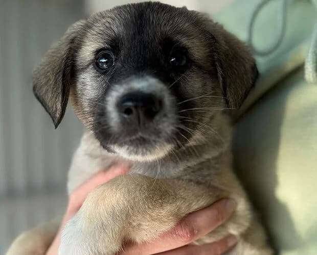 Spekulatius, braun weiss male puppy Mixed Breed for adoption at A.C.E. Animal Compassion Europe - Tiere in Not e.V.