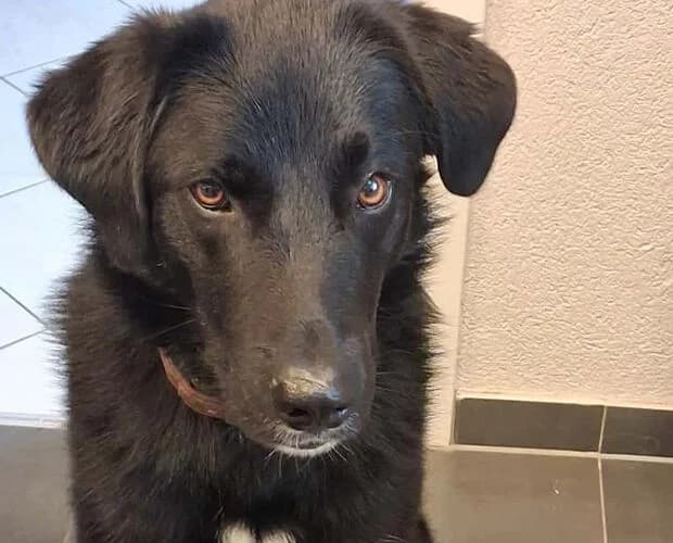 Monty, schwarz braun male young Mixed Breed for adoption at A.C.E. Animal Compassion Europe - Tiere in Not e.V.