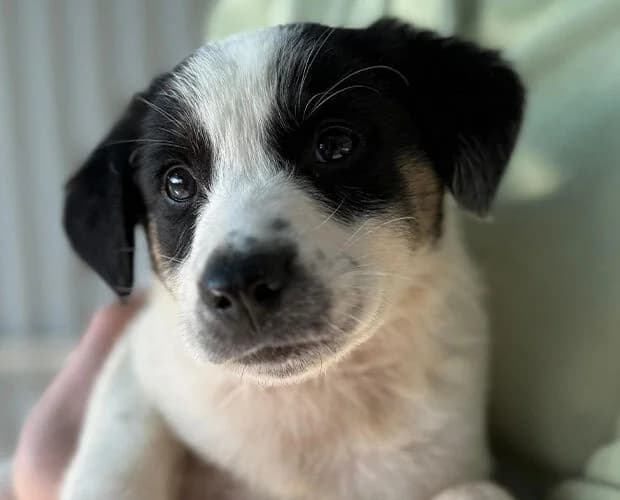 Lametta, weiss schwarz female puppy Mixed Breed for adoption at A.C.E. Animal Compassion Europe - Tiere in Not e.V.