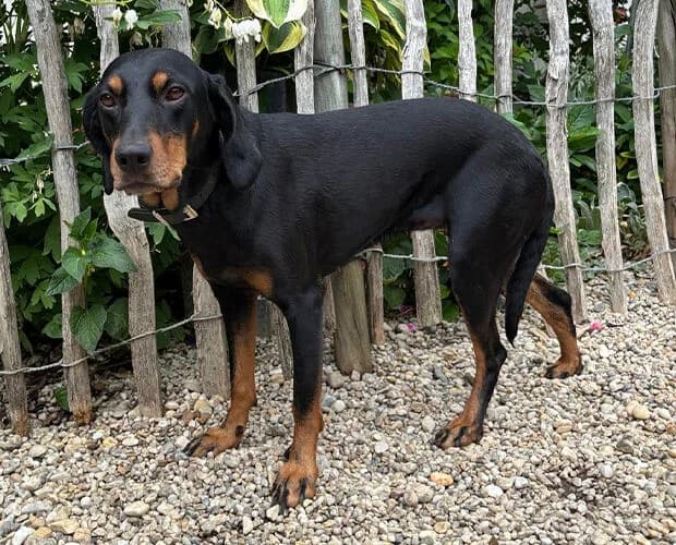 Silja, braun schwarz female 5yo Mixed Breed for adoption at A.C.E. Animal Compassion Europe - Tiere in Not e.V.