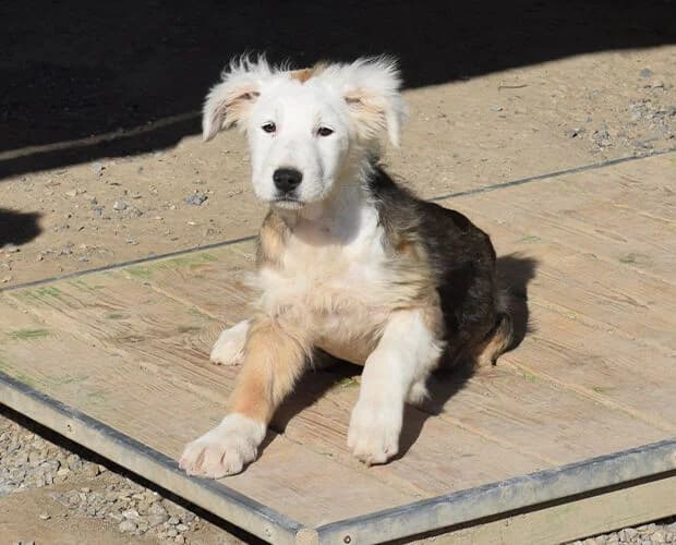 Juna, tricolor female puppy Mixed Breed for adoption at A.C.E. Animal Compassion Europe - Tiere in Not e.V.