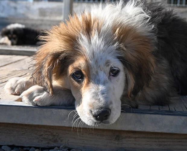 Janice, tricolor female puppy Mixed Breed for adoption at A.C.E. Animal Compassion Europe - Tiere in Not e.V.