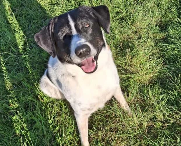 Mosel, schwarz weiss male young Mixed Breed for adoption at A.C.E. Animal Compassion Europe - Tiere in Not e.V.