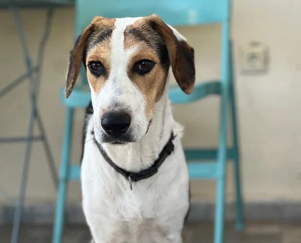 Winston, tricolor male young Mixed Breed for adoption at A.C.E. Animal Compassion Europe - Tiere in Not e.V.