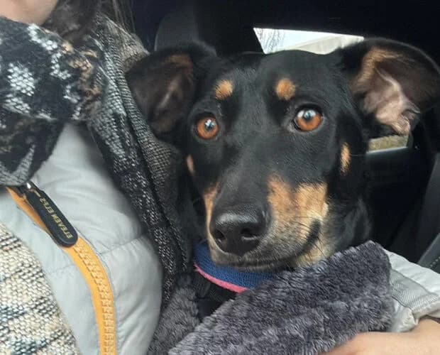 Gabanna, schwarz female young Mixed Breed for adoption at A.C.E. Animal Compassion Europe - Tiere in Not e.V.