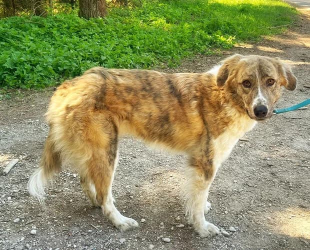 Mali, braun weiss female 4yo Mixed Breed for adoption at A.C.E. Animal Compassion Europe - Tiere in Not e.V.