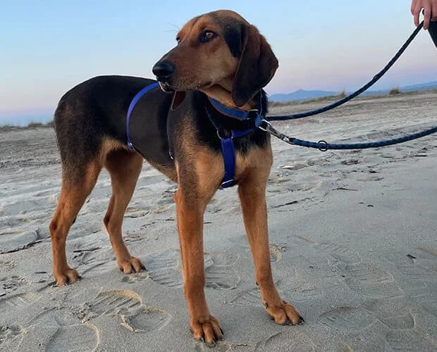 Naima, schwarz braun female 3yo Mixed Breed for adoption at A.C.E. Animal Compassion Europe - Tiere in Not e.V.