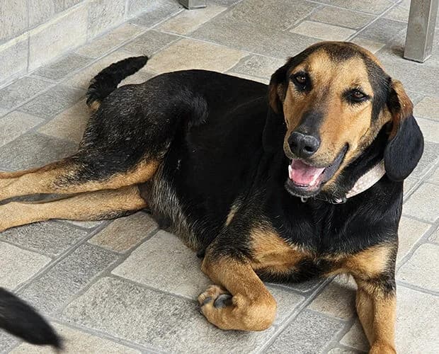 Gerdi, braun schwarz female 6yo Mixed Breed for adoption at A.C.E. Animal Compassion Europe - Tiere in Not e.V.