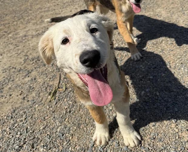 Juna, tricolor female puppy Mixed Breed for adoption at A.C.E. Animal Compassion Europe - Tiere in Not e.V.