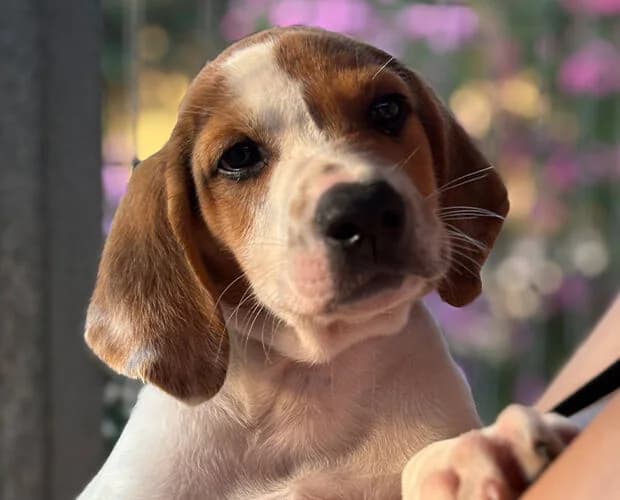 Melle, weiss braun male puppy Mixed Breed for adoption at A.C.E. Animal Compassion Europe - Tiere in Not e.V.