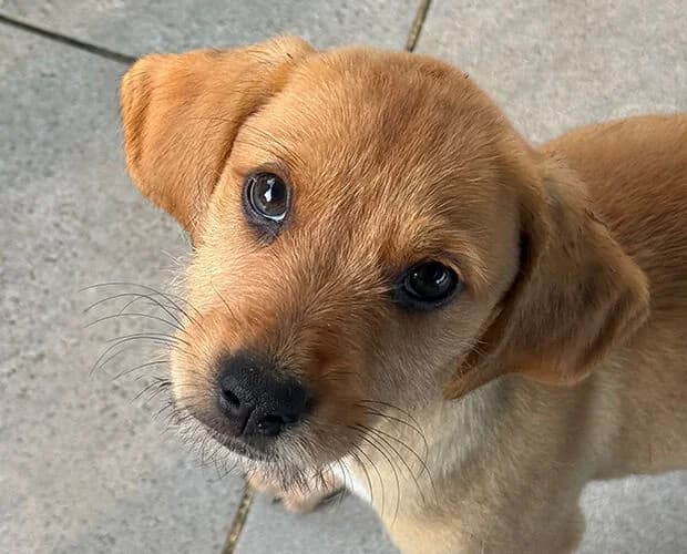 Mieke, braun female puppy Mixed Breed for adoption at A.C.E. Animal Compassion Europe - Tiere in Not e.V.