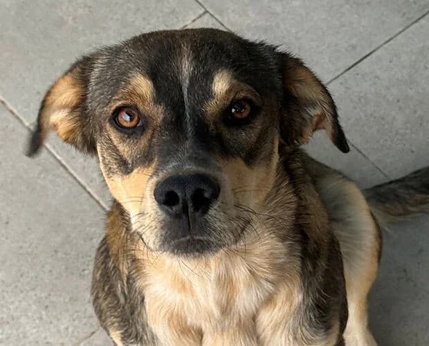 Smiley, braun schwarz male young Mixed Breed for adoption at A.C.E. Animal Compassion Europe - Tiere in Not e.V.