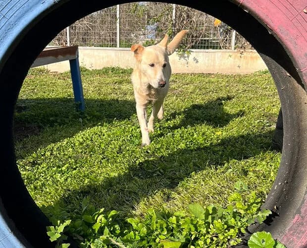 Terra, beige female 7yo Mixed Breed for adoption at A.C.E. Animal Compassion Europe - Tiere in Not e.V.